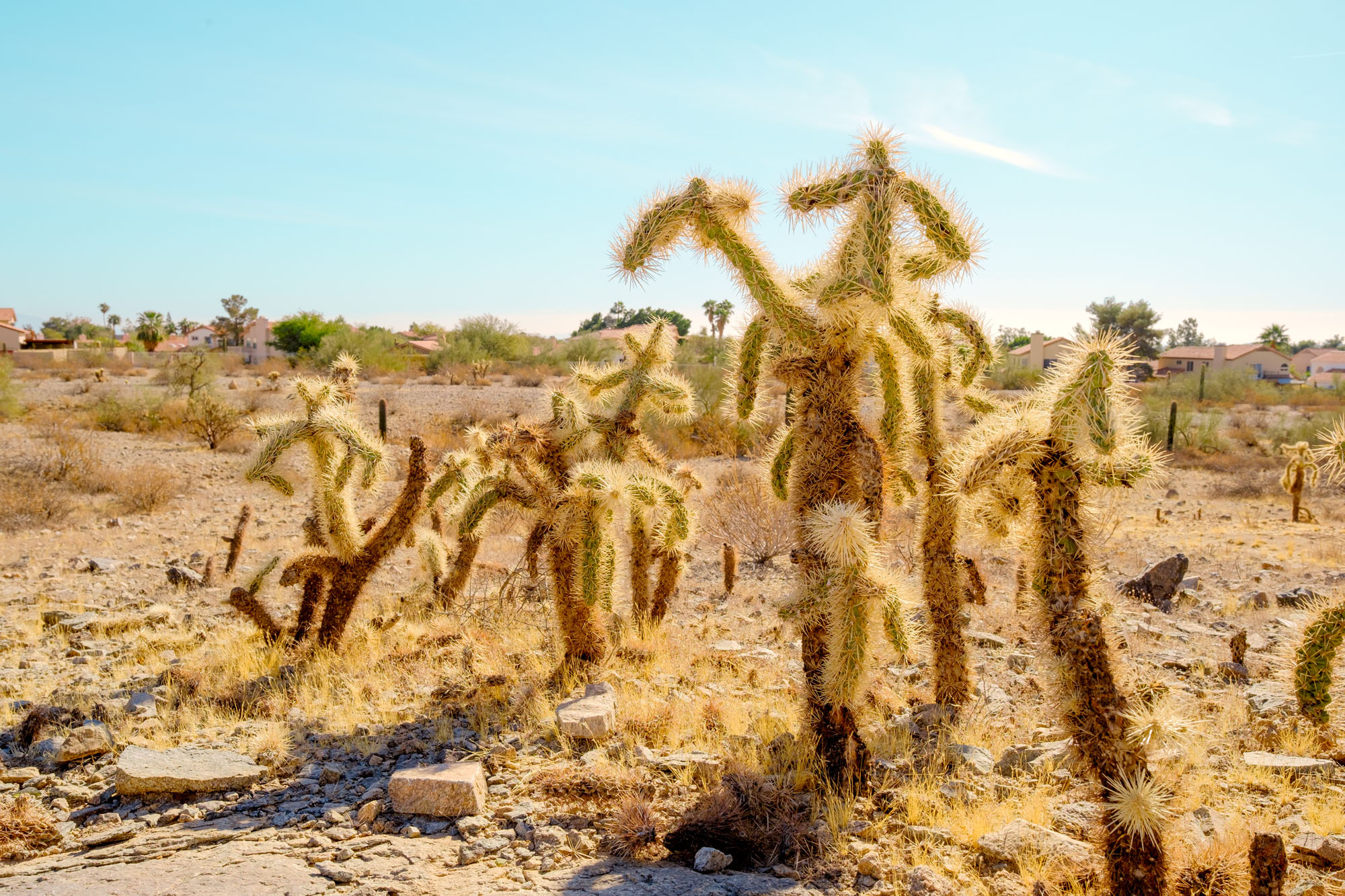 Cholla Cactus
