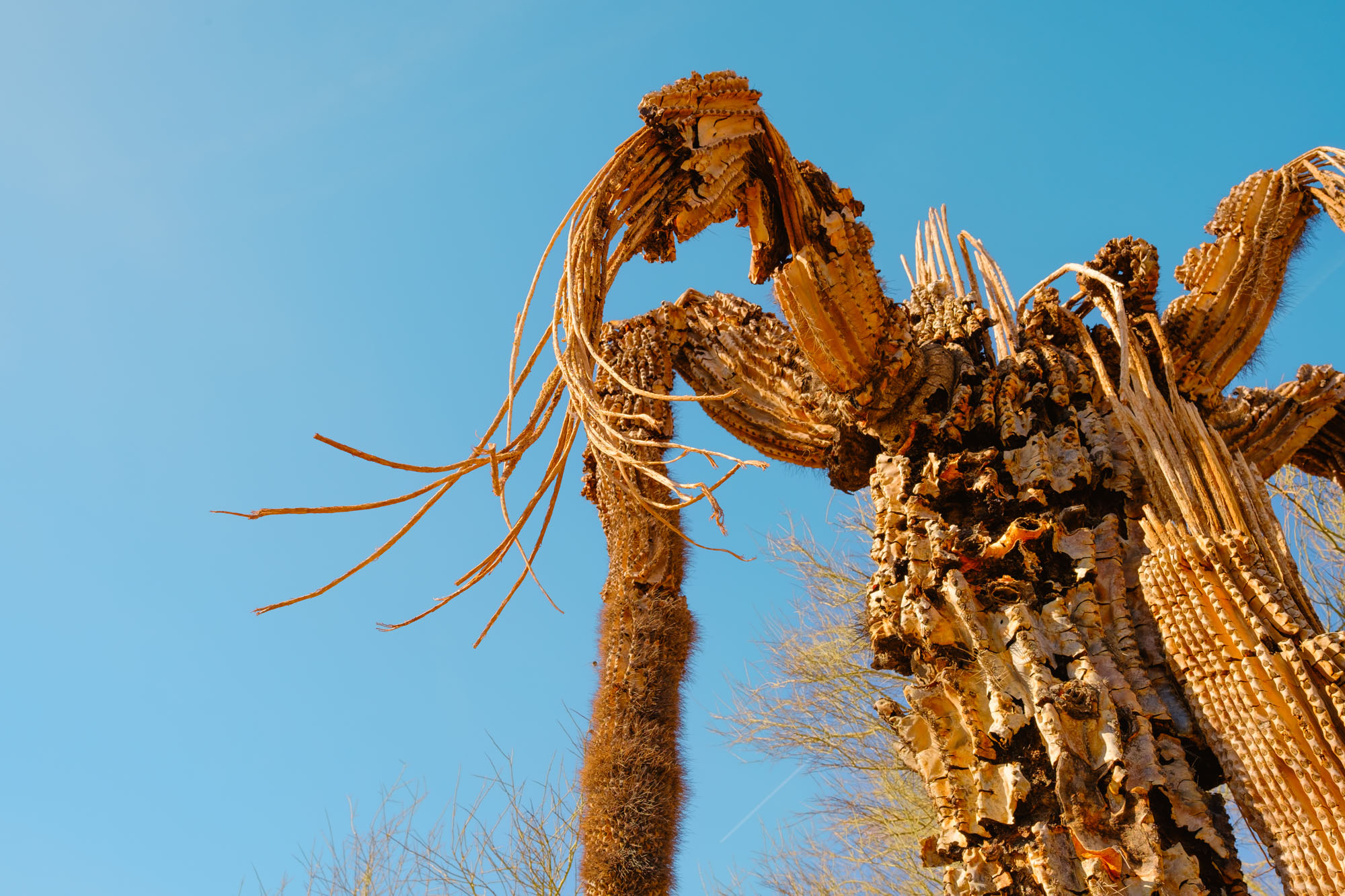 Saguaro Skeleton