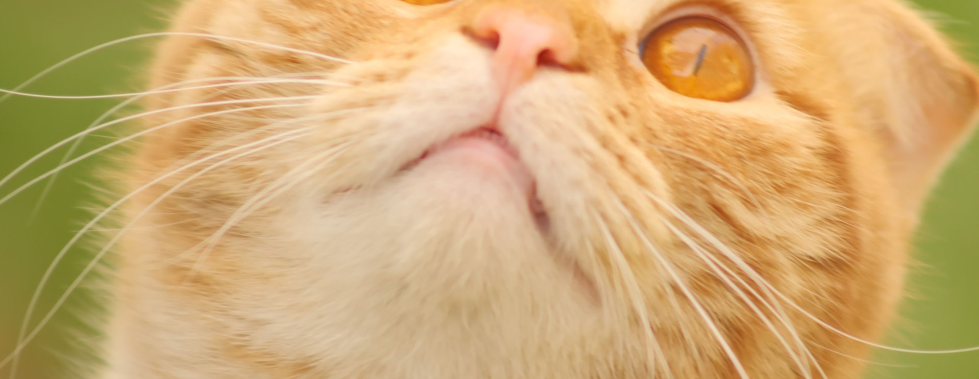 Kit Canon EF Lens on the Fuji X-T4